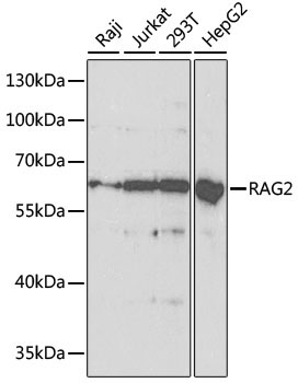 RAG2 Rabbit Polyclonal Antibody [KO Validated]