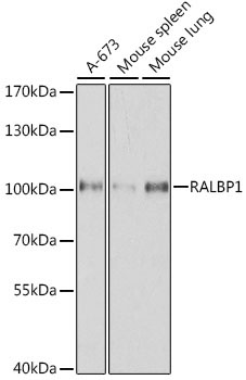 RALBP1 Rabbit Polyclonal Antibody [KO Validated]