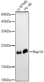 Rap1A Rabbit Polyclonal Antibody [KO Validated]