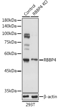 RBBP4 Rabbit Polyclonal Antibody [KO Validated]