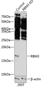RBM3 Rabbit Polyclonal Antibody [KO Validated]