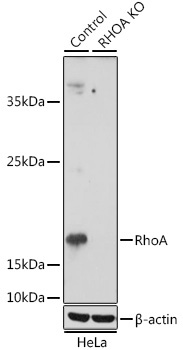 RhoA Rabbit Polyclonal Antibody [KO Validated]