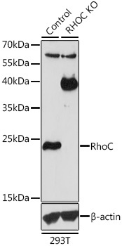 RhoC Rabbit Polyclonal Antibody [KO Validated]