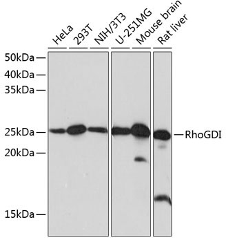 RhoGDI Rabbit Monoclonal Antibody [KO Validated]