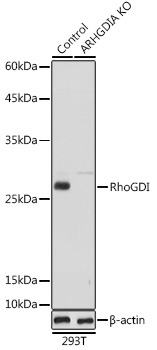 RhoGDI Rabbit Polyclonal Antibody [KO Validated]
