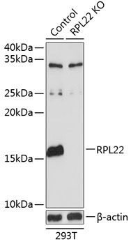 RPL22 Rabbit Polyclonal Antibody [KO Validated]
