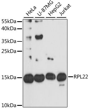 RPL22 Rabbit Polyclonal Antibody [KO Validated]