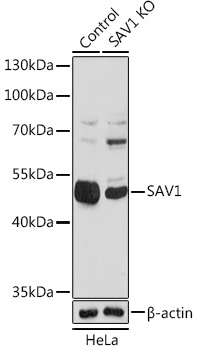 SAV1 Rabbit Polyclonal Antibody [KO Validated]