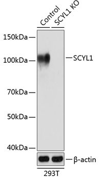 SCYL1 Rabbit Polyclonal Antibody [KO Validated]
