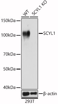 SCYL1 Rabbit Polyclonal Antibody [KO Validated]