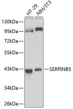 SERPINB5 Rabbit Polyclonal Antibody [KO Validated]