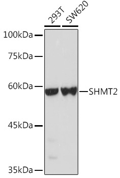 SHMT2 Rabbit Polyclonal Antibody [KO Validated]
