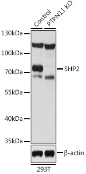 SHP2 Rabbit Polyclonal Antibody [KO Validated]
