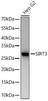 SIRT3 Rabbit Monoclonal Antibody [KO Validated]