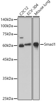 Smad1 Rabbit Polyclonal Antibody [KO Validated]
