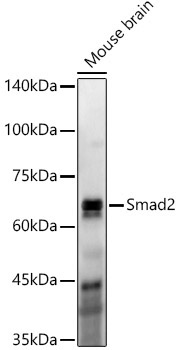 Smad2 Rabbit Monoclonal Antibody [KO Validated]