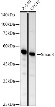 Smad3 Rabbit Monoclonal Antibody [KO Validated]