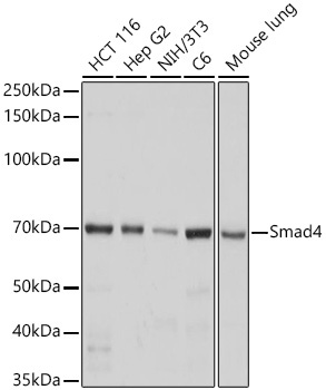 Smad4 Rabbit Monoclonal Antibody [KO Validated]