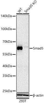 Smad5 Rabbit Monoclonal Antibody [KO Validated]