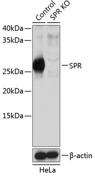 SPR Rabbit Polyclonal Antibody [KO Validated]
