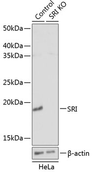 SRI Rabbit Polyclonal Antibody [KO Validated]