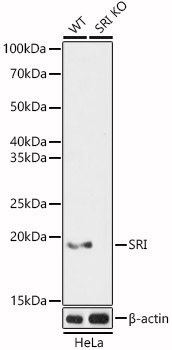 SRI Rabbit Polyclonal Antibody [KO Validated]