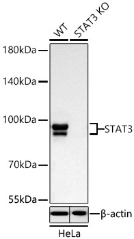 STAT3 Rabbit Monoclonal Antibody [KO Validated]