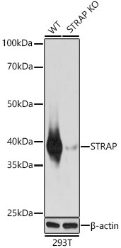 STRAP Rabbit Polyclonal Antibody [KO Validated]