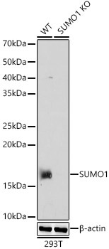 SUMO1 Rabbit Polyclonal Antibody [KO Validated]