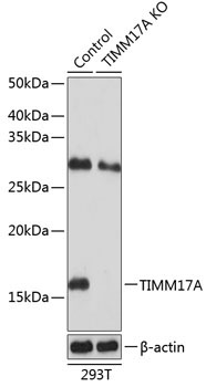 TIMM17A Rabbit Polyclonal Antibody [KO Validated]