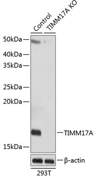 TIMM17A Rabbit Polyclonal Antibody [KO Validated]