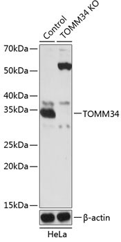 TOMM34 Rabbit Polyclonal Antibody [KO Validated]