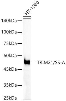 TRIM21/SS-A Rabbit Monoclonal Antibody [KO Validated]