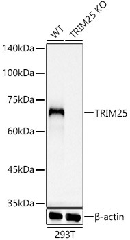 TRIM25 Rabbit Monoclonal Antibody [KO Validated]