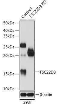 TSC22D3 Rabbit Polyclonal Antibody [KO Validated]