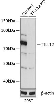 TTLL12 Rabbit Polyclonal Antibody [KO Validated]