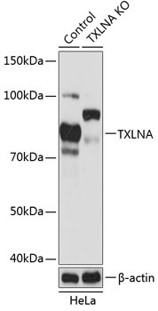 TXLNA Rabbit Polyclonal Antibody [KO Validated]