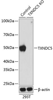 TXNDC5 Rabbit Polyclonal Antibody [KO Validated]