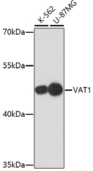 VAT1 Rabbit Polyclonal Antibody [KO Validated]