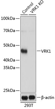 VRK1 Rabbit Polyclonal Antibody [KO Validated]