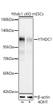 Ythdc1 Rabbit Monoclonal Antibody [KO Validated]