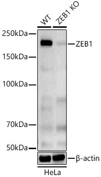ZEB1 Rabbit Polyclonal Antibody [KO Validated]