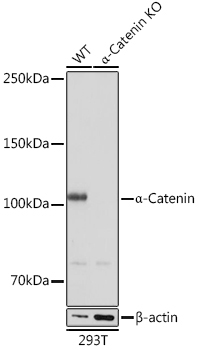 Alpha-Catenin Rabbit Monoclonal Antibody [KO Validated]