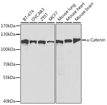 Alpha-Catenin Rabbit Polyclonal Antibody [KO Validated]