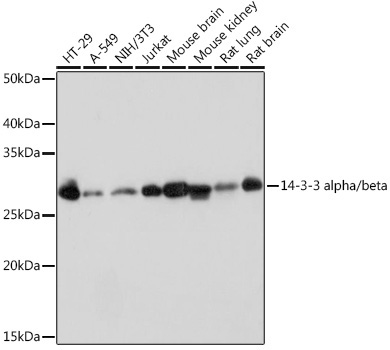 14-3-3 alpha/beta Rabbit Monoclonal Antibody