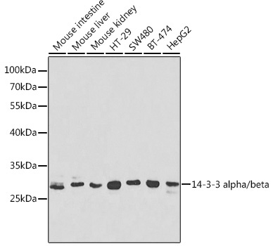 14-3-3 alpha/beta Rabbit Polyclonal Antibody