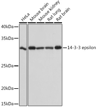 14-3-3 epsilon Rabbit Monoclonal Antibody
