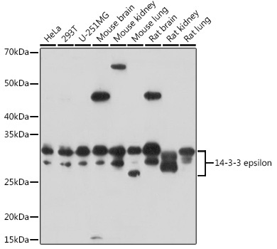14-3-3 epsilon Rabbit Polyclonal Antibody
