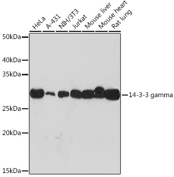 14-3-3 gamma Rabbit Monoclonal Antibody