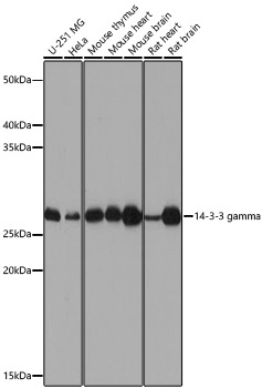 14-3-3 gamma Rabbit Polyclonal Antibody